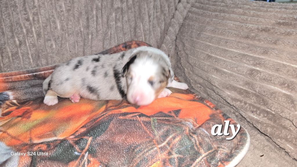 De L'amour De L'arche de Noëlle - Chiots disponibles - Berger Australien