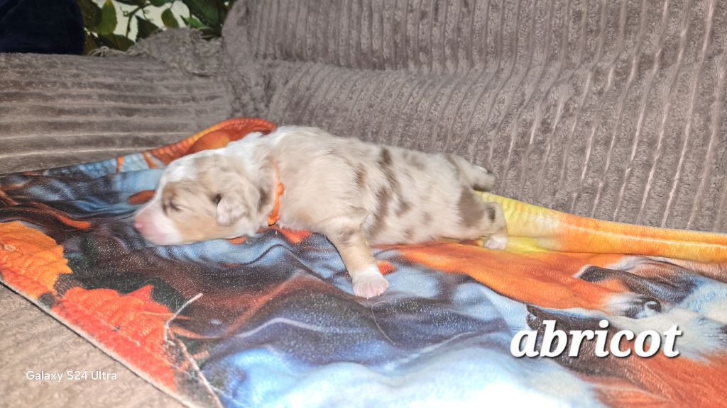 De L'amour De L'arche de Noëlle - Chiots disponibles - Berger Australien