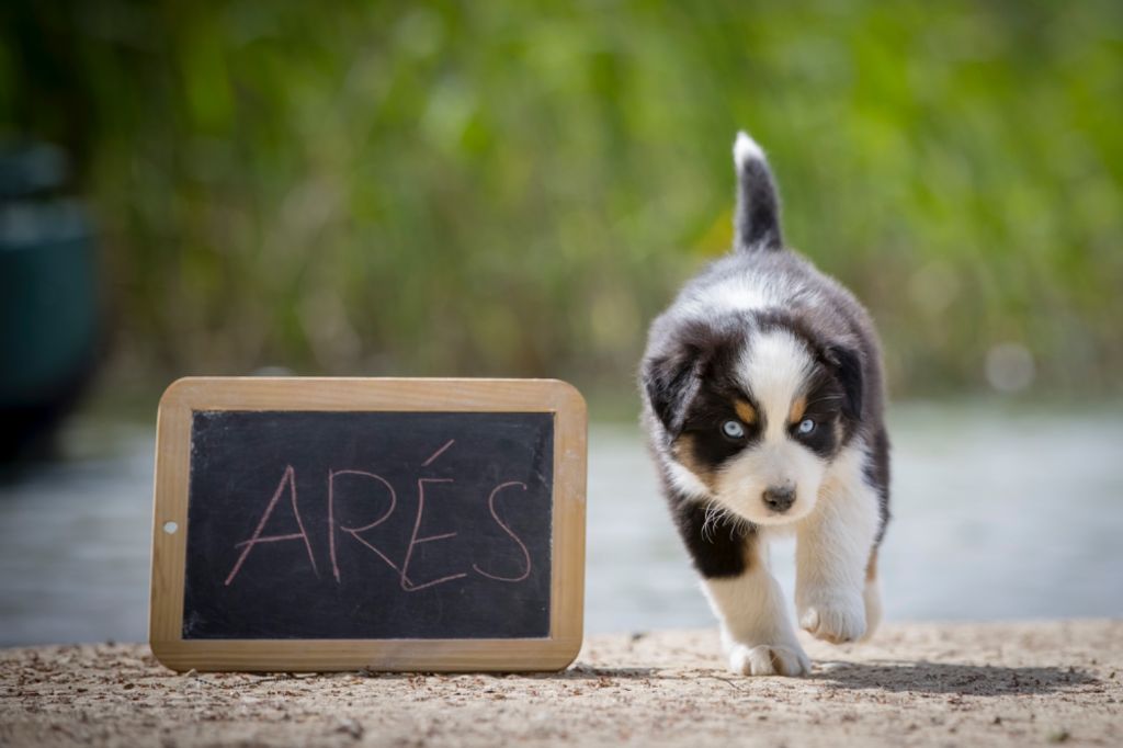 De L'amour De L'arche de Noëlle - Chiots disponibles - Berger Australien