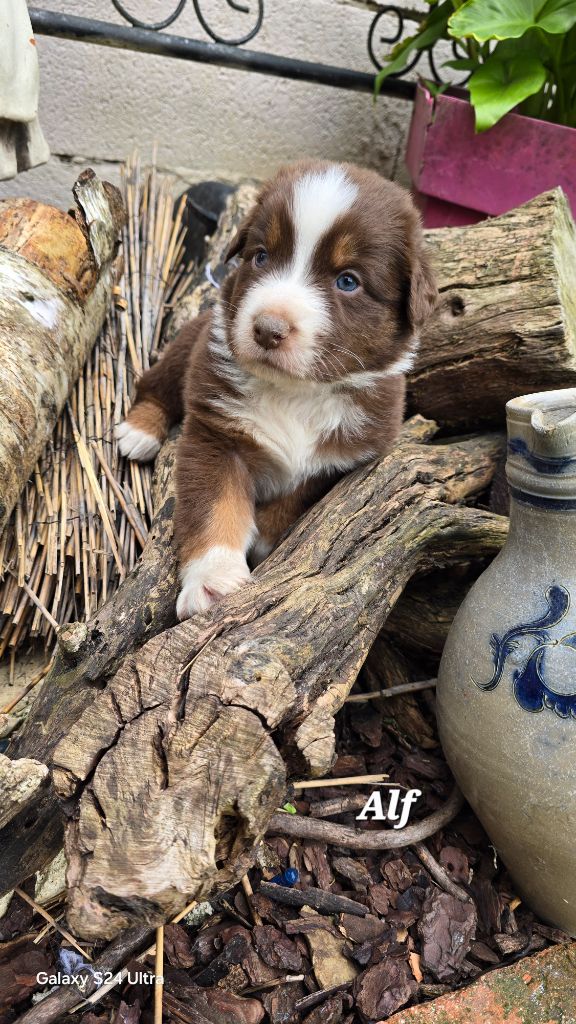 De L'amour De L'arche de Noëlle - Chiots disponibles - Berger Australien